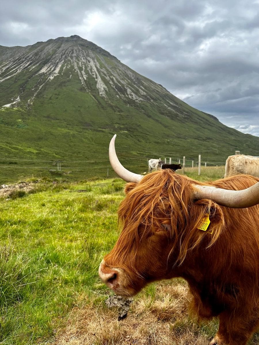 Highland cattle