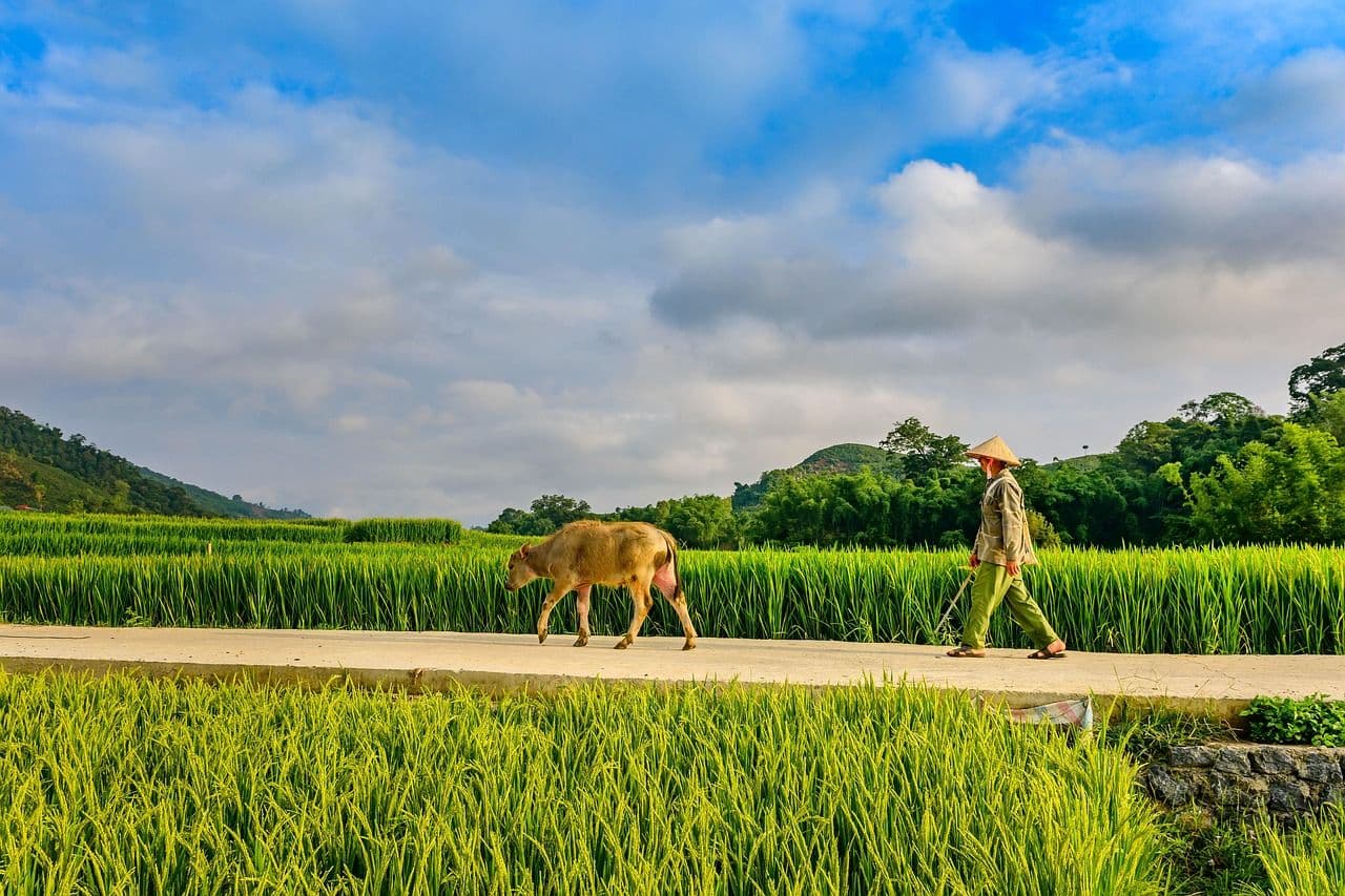 Water buffalo walking along a narrow path through bright green rice fields in rural Laos with forested hills in the background.