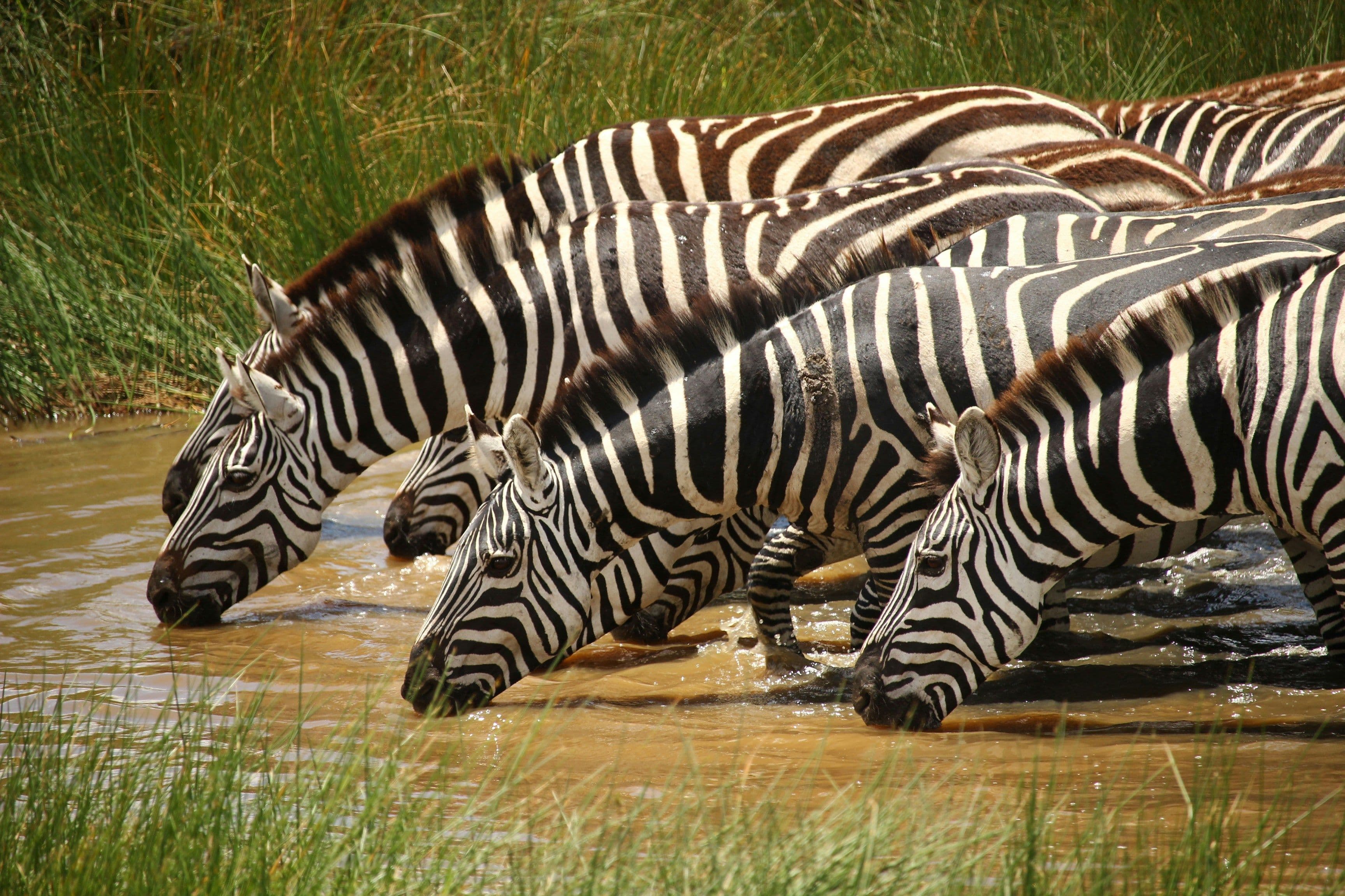 zebra drinking from a pool of water on serengeti