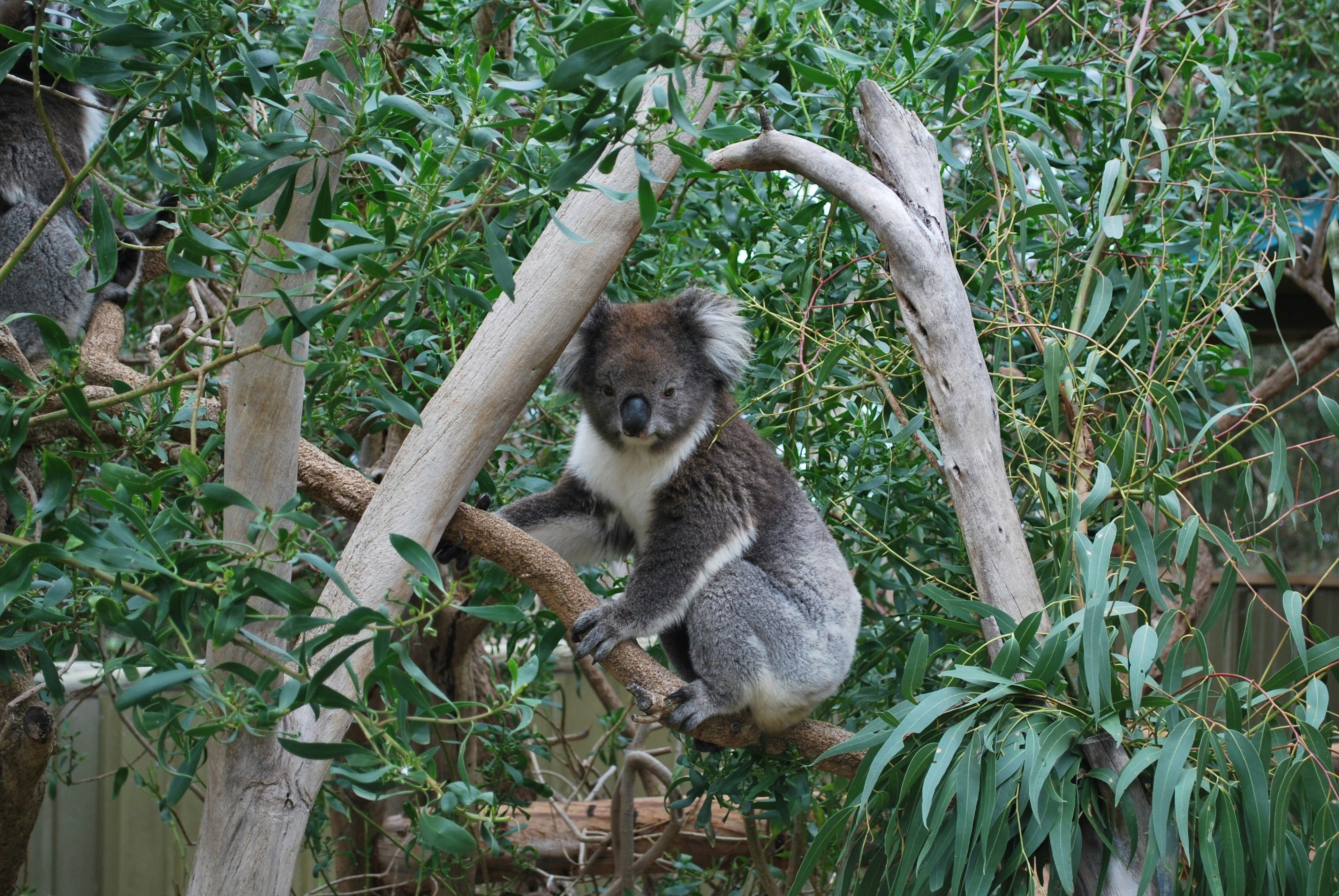 koala bears