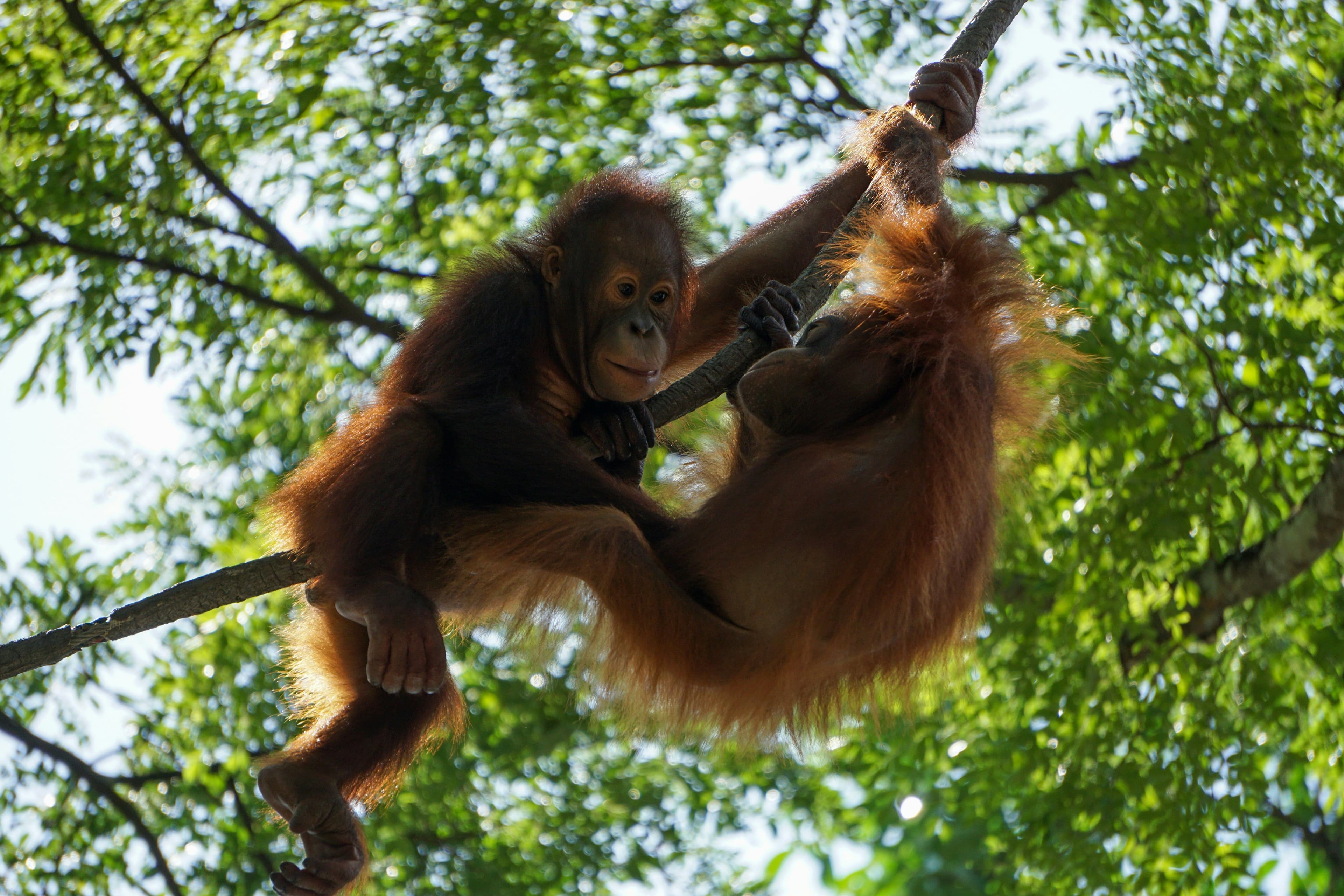Two cuddling orangetangs in a tree