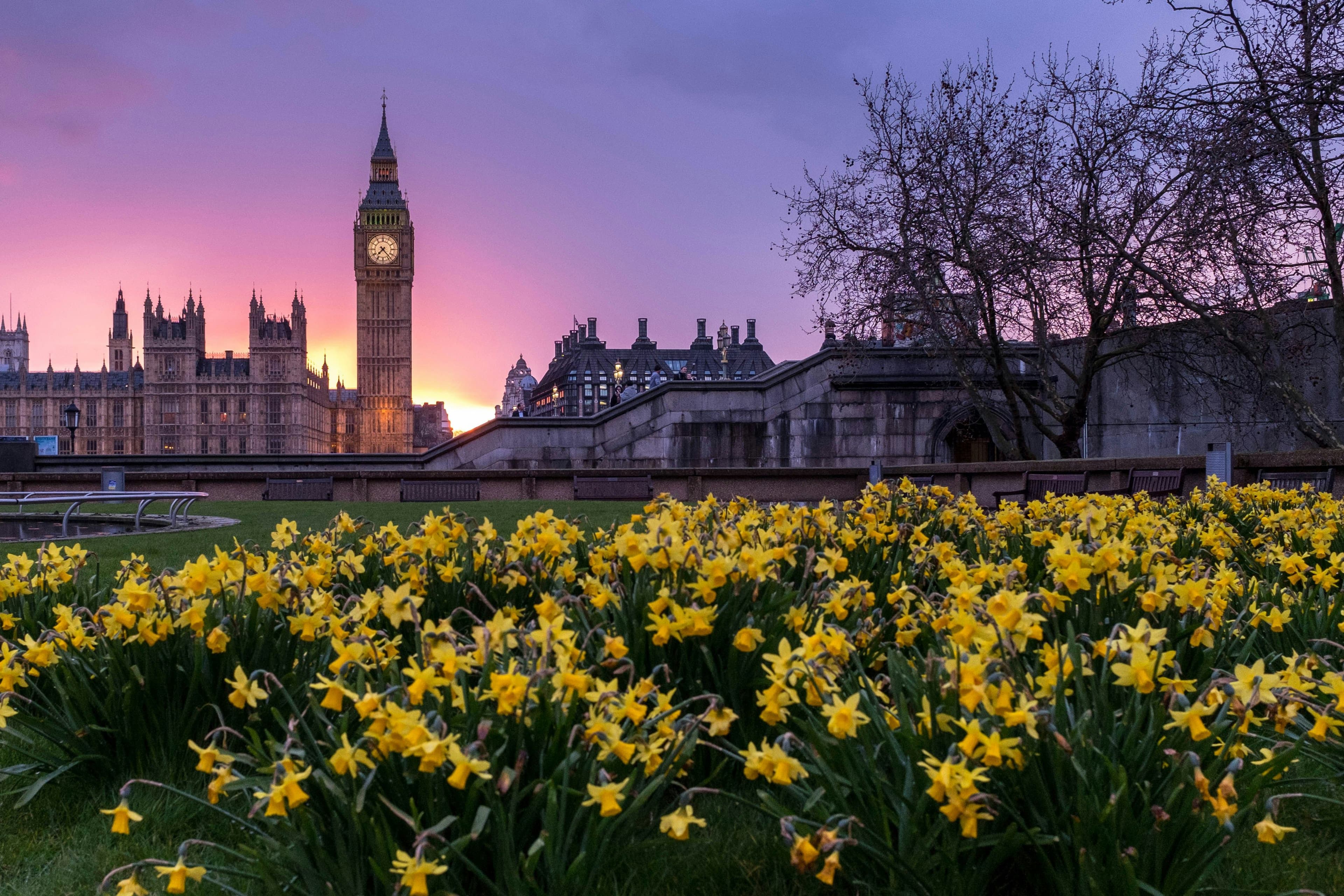 A flower field with yellow in front of the big ben in the background with purple sunset.