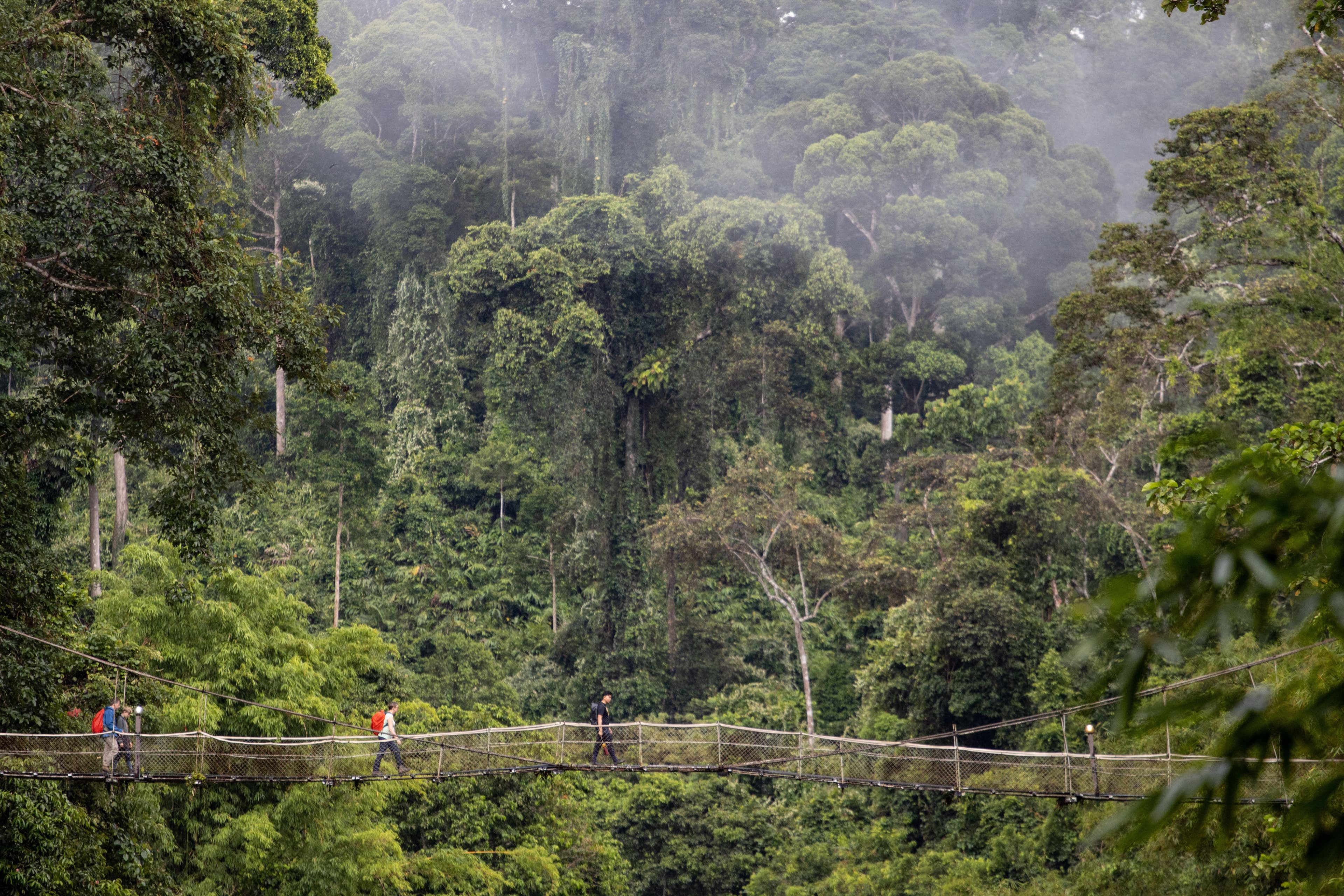 Travelers crossing jungle bridge