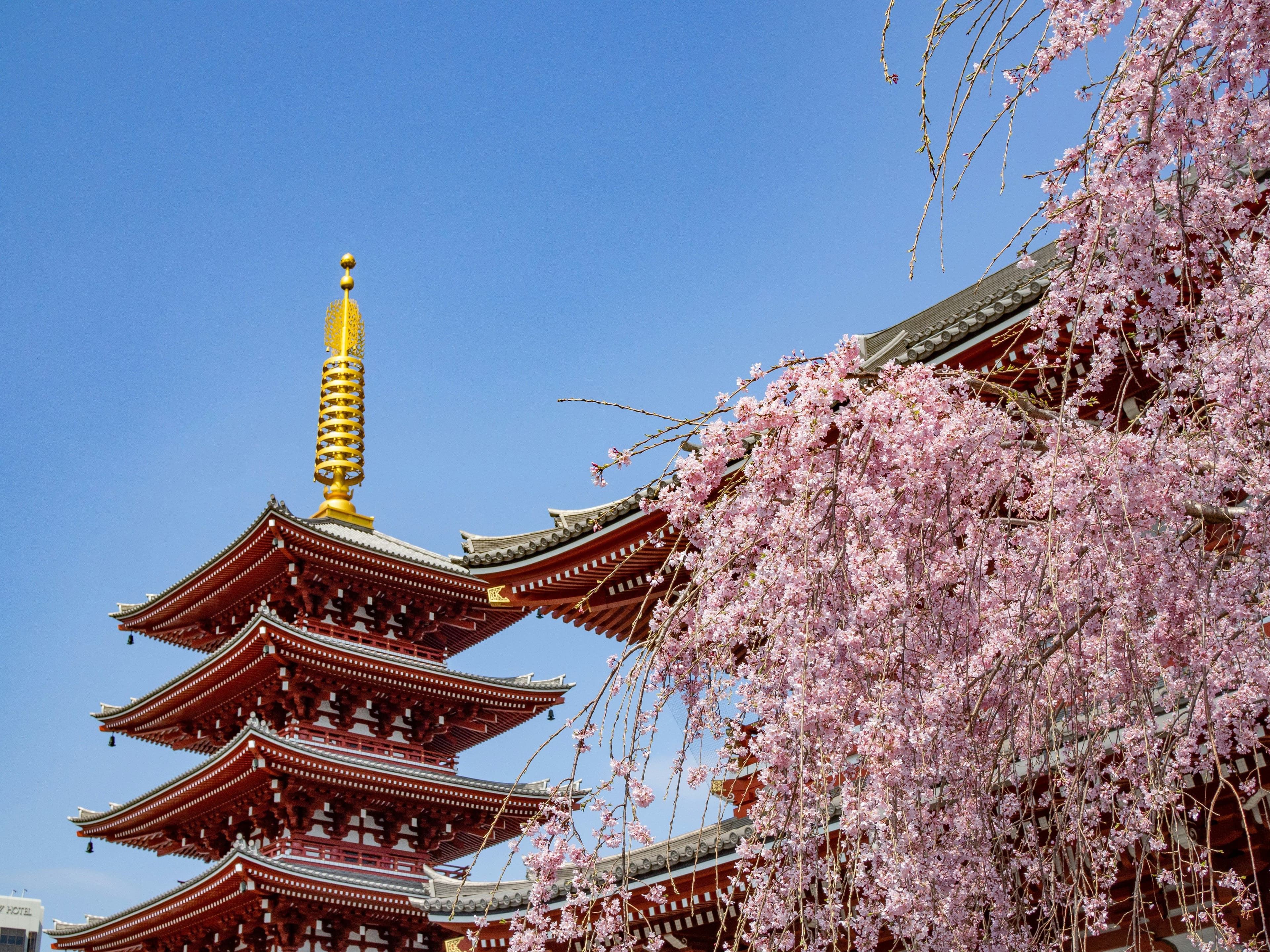 Senso-ji Temple red temple and cherry blossoms