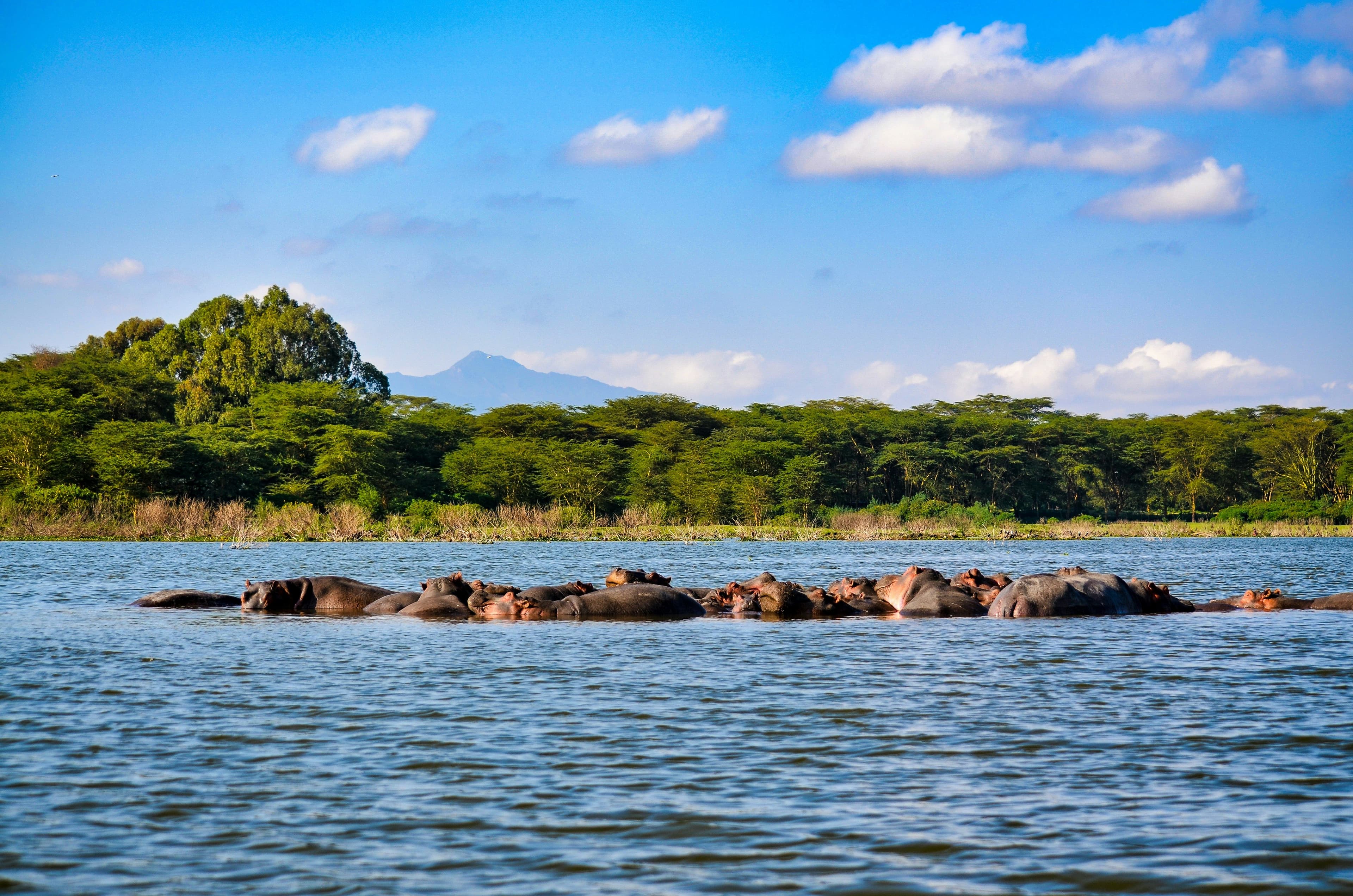 hippos crossing a river serengeti
