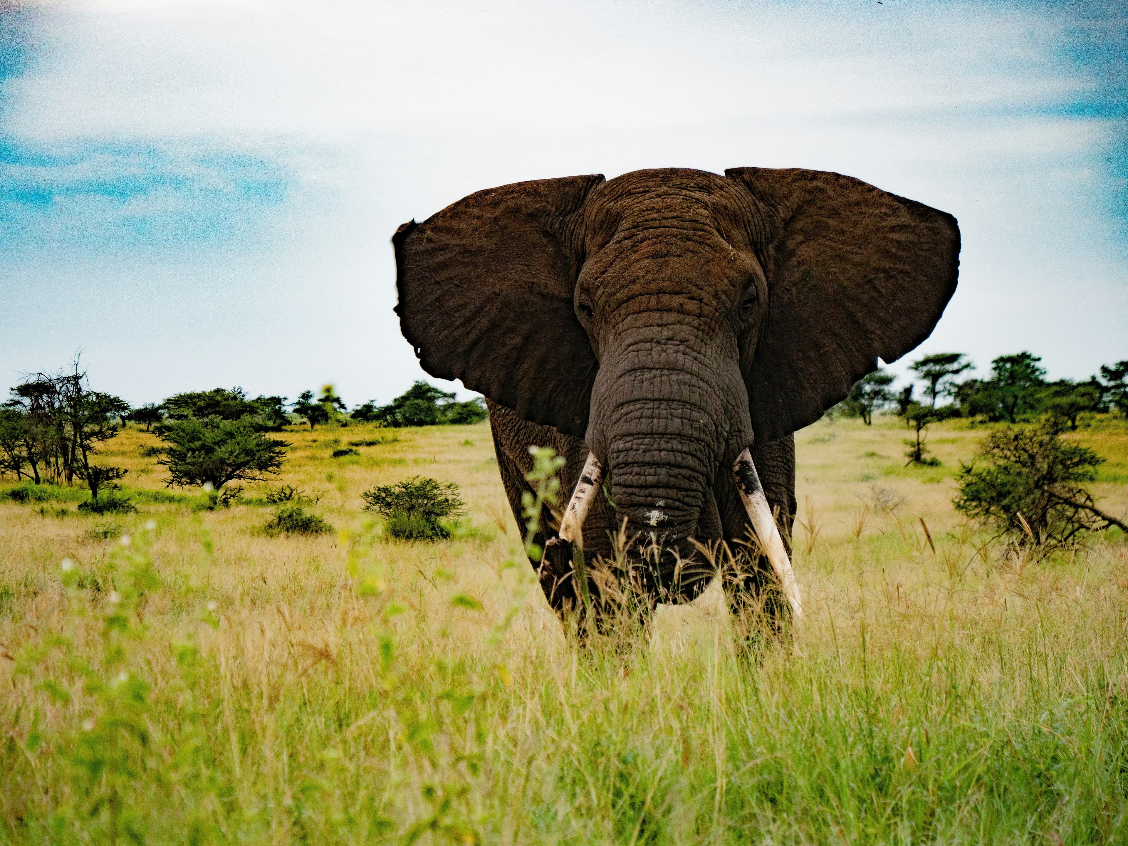 elephant on the serengeti