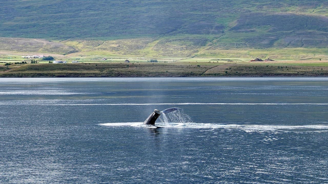 Whale surfacing in calm water near Húsavík during summer in Iceland with green hills behind.