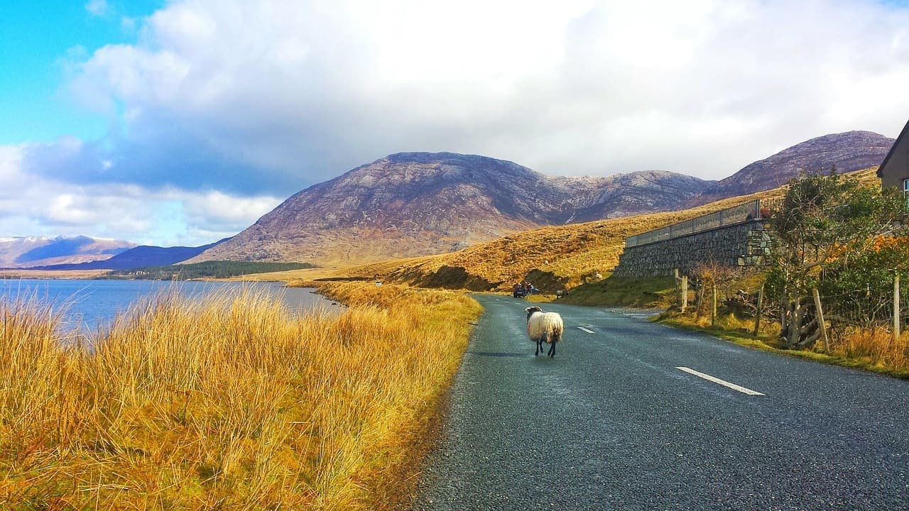 A narrow country road in Ireland with a sheep walking along the asphalt, surrounded by golden grass and mountains in the background under a partly cloudy sky.