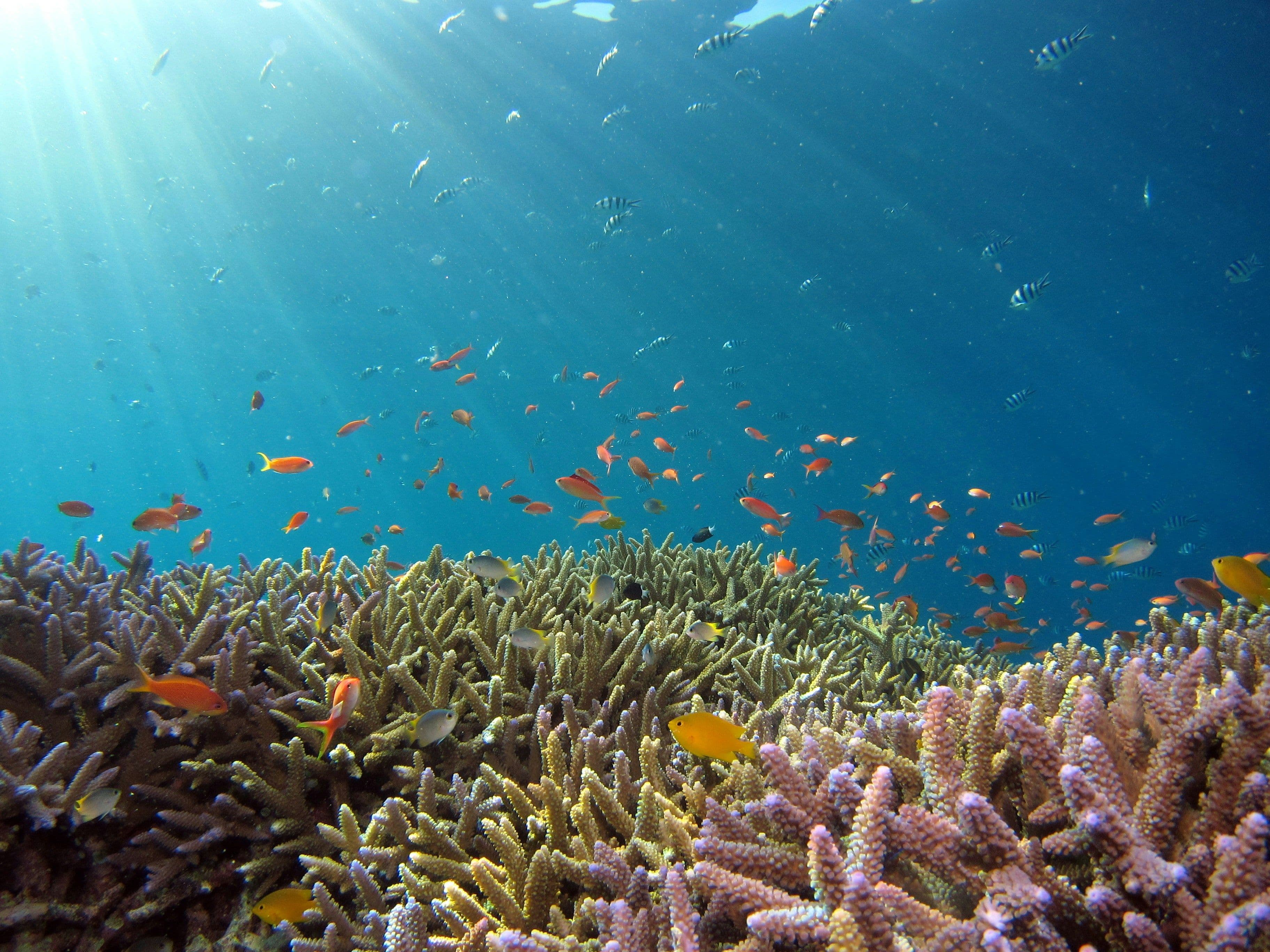 Fish in the sea during snorkeling
