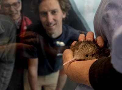 The National Kiwi Hatchery