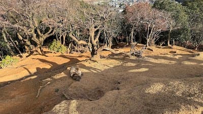 Arashiyama Monkey Park