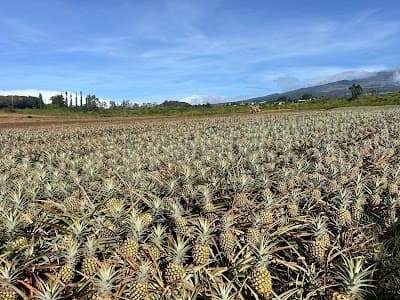 Maui Pineapple Tour