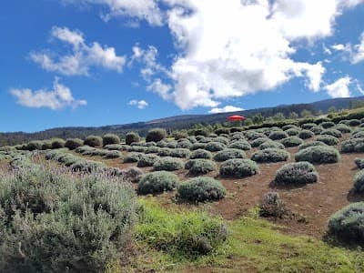 Ali'i Kula Lavender