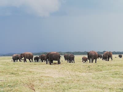 Minneriya National Park